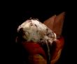 Melting Ice Cream with Chocolate Sprinkles