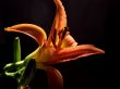 Day Lily Opening