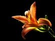 Day Lily Opening