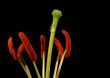 Pistil And Stamens Of A Flower