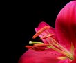 Stargazer Lily
