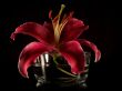 Stargazer Lily