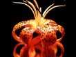 Tiger Lily On Black Background