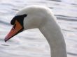 portrait of swan