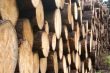 Lot`s of wood.