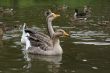 Geese and ducks.