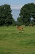 Curious foal.