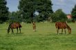 Foal in between.