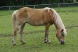 Grazing horse.