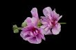 Isolated pink hollyhock.