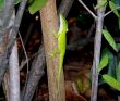 Small Green Lizard On A Tree