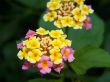 Blossom Of Yellow And Pink Flowers