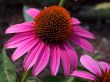 Close Up Of A Purple Coneflower