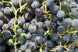 grapes