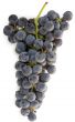 blue grape