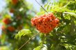 Rowan