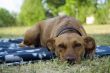 dog outdoor