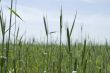 Grain in the fields