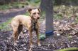 bounded dog