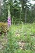 foxgloves in the forest