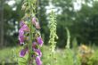 Foxglove