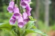 foxglove