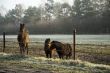 Horses in the morning