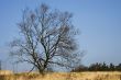 Empty tree in landscape