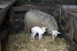 sheep with young lamb