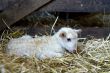 young lamb