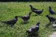 Doves in the park