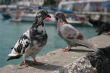 Doves and sea