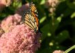 Monarch butterfly