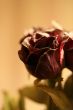 Paper Rose