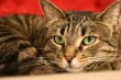 Green Eyed Cat
