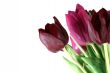 Purple Tulips