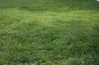 Green Grass