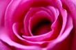 Soft Focus Rose