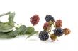 ripe and unripe blackberries