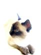Siamese Cat