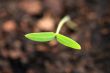 Organic Tomato Seedling