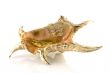 sea-shell