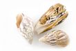 sea-shells