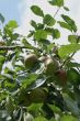 Apples on a tree.