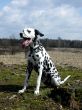Dalmatian.