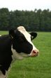 Cow portrait.