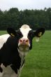 Funny cow.