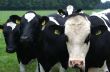 Three cows on a row.