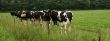 Group of cows.