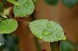 Waterdrops.